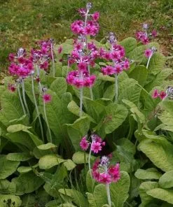Future Forests Primula Pulverulenta AGM