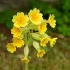 Future Forests Primula Veris - Cowslip More