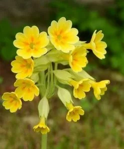 Future Forests Primula Veris - Cowslip More