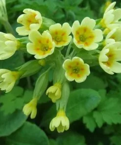 Future Forests Primula Veris - Cowslip More