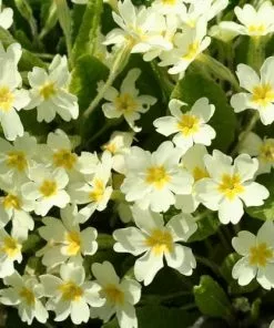 Future Forests Primula Vulgaris - Primrose