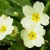 Future Forests Primula Vulgaris - Primrose