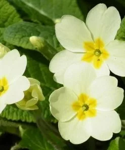 Future Forests Primula Vulgaris - Primrose