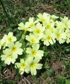 Future Forests Primula Vulgaris - Primrose