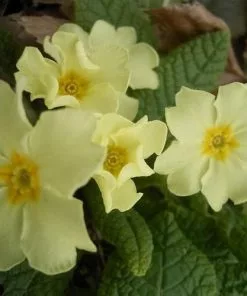 Future Forests Primula Vulgaris - Primrose