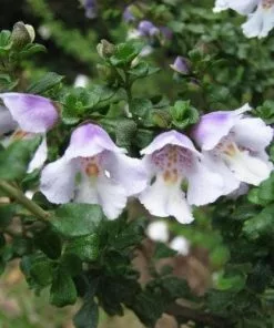 Future Forests Shrubs Prostanthera Cuneata