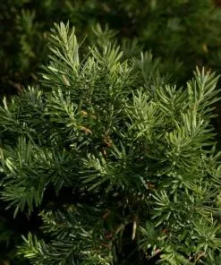 Future Forests All Conifers Prumnopitys Andina - Chilean Plum Yew