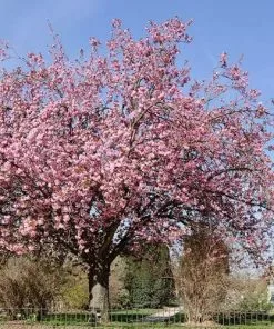 Future Forests Trees Prunus Serrulata Kanzan
