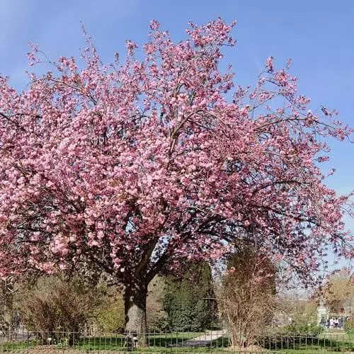 Future Forests Trees Prunus Serrulata Kanzan 4 Future Forests Trees Prunus Serrulata Kanzan