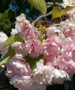 Future Forests Trees Prunus Serrulata Kanzan