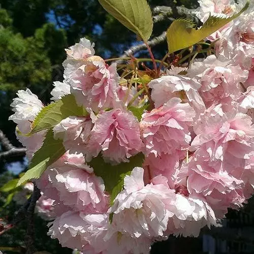 Future Forests Trees Prunus Serrulata Kanzan 3 Future Forests Trees Prunus Serrulata Kanzan