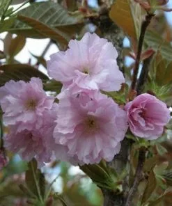 Future Forests Trees Prunus Serrulata Kanzan 7 Future Forests Trees Prunus Serrulata Kanzan