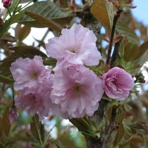 Future Forests Trees Prunus Serrulata Kanzan 5 Future Forests Trees Prunus Serrulata Kanzan