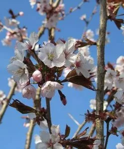 Future Forests Cherries Prunus Spire