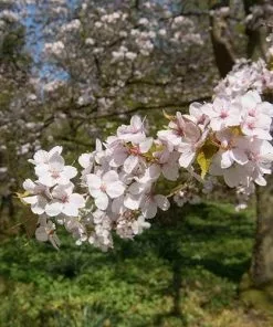 Future Forests Cherries Prunus Spire