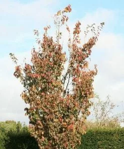 Future Forests Cherries Prunus Spire