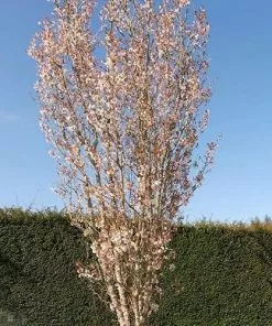 Future Forests Cherries Prunus Spire