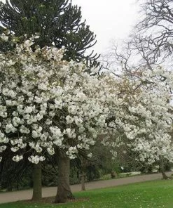 Future Forests Prunus Serrulata Tai Haku - Great White Cherry