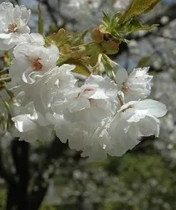 Future Forests Prunus Shirotae Trees 13 Future Forests Prunus Shirotae Trees