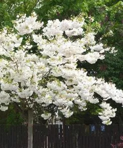 Future Forests Prunus Shirotae Trees