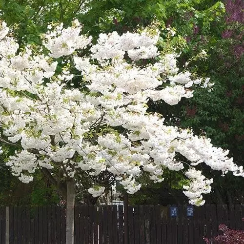 Future Forests Prunus Shirotae Trees 3 Future Forests Prunus Shirotae Trees