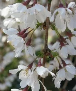 Future Forests Trees Prunus X Incisa Woodfield Cluster
