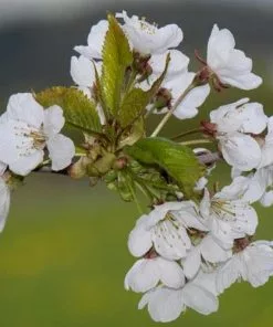 Future Forests Trees Prunus X Incisa Woodfield Cluster