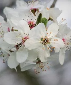 Future Forests Trees Prunus X Incisa Woodfield Cluster