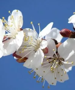 Future Forests Trees Prunus X Incisa Woodfield Cluster