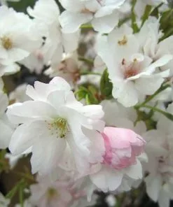 Future Forests Prunus Amanogawa - Flagpole Cherry Trees