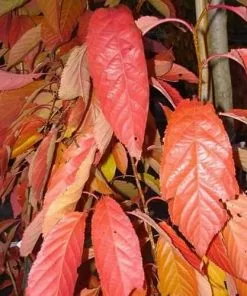 Future Forests Prunus Amanogawa - Flagpole Cherry Trees
