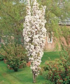 Future Forests Prunus Amanogawa - Flagpole Cherry Trees