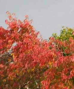 Future Forests Prunus X Subhirtella Autumnalis Rosea Trees
