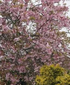 Future Forests Prunus X Subhirtella Autumnalis Rosea Trees