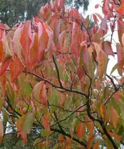 Future Forests Trees Prunus Shizuka/Fragrant Cloud