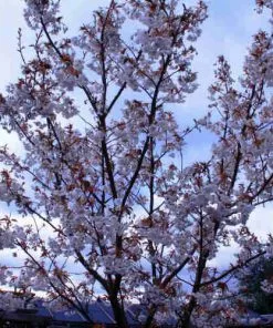 Future Forests Trees Prunus Shizuka/Fragrant Cloud