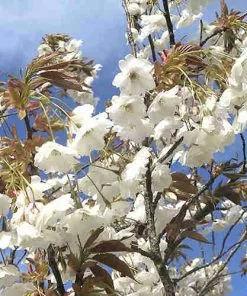 Future Forests Trees Prunus Shizuka/Fragrant Cloud