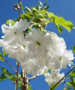 Future Forests Prunus Shogetsu (Oku Miyako) Trees