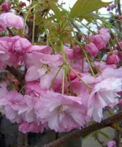 Future Forests Cherries Prunus Pink Perfection