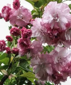 Future Forests Cherries Prunus Pink Perfection