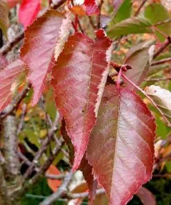 Future Forests Cherries Prunus Pink Perfection