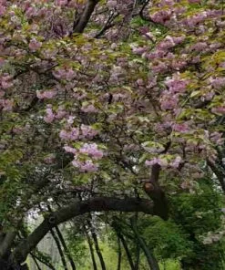 Future Forests Cherries Prunus Pink Perfection