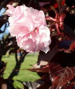 Future Forests Prunus Royal Burgundy