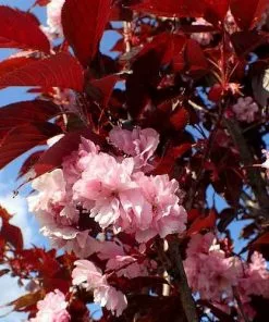 Future Forests Prunus Royal Burgundy