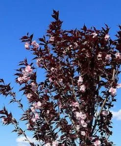 Future Forests Prunus Royal Burgundy