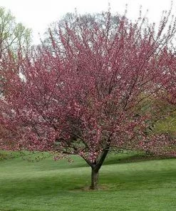 Future Forests Prunus Royal Burgundy