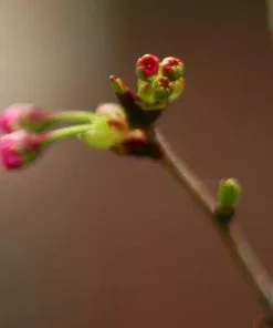 Future Forests Trees Prunus Shirofugen