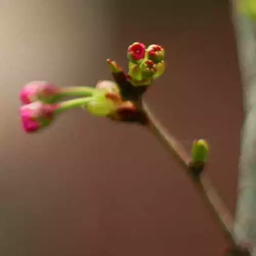 Future Forests Trees Prunus Shirofugen 4 Future Forests Trees Prunus Shirofugen