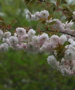 Future Forests Trees Prunus Shirofugen