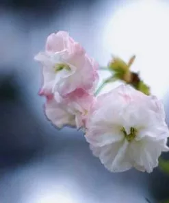 Future Forests Trees Prunus Shirofugen 11 Future Forests Trees Prunus Shirofugen